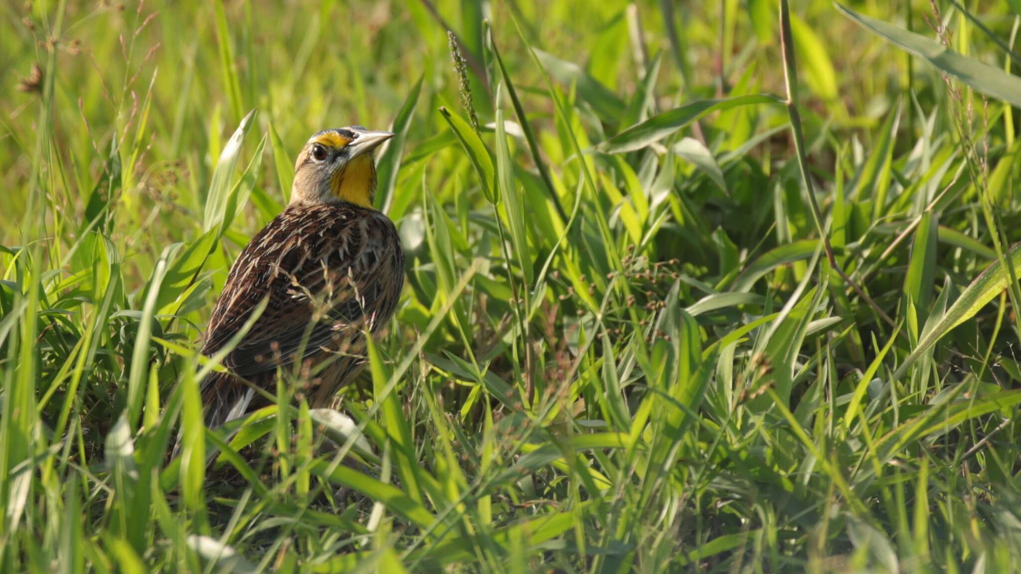 صورة Sturnella magna (Linnaeus 1758)