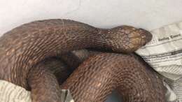 Image of Cape cobra