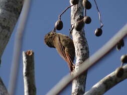 Image of Northern Barred Woodcreeper