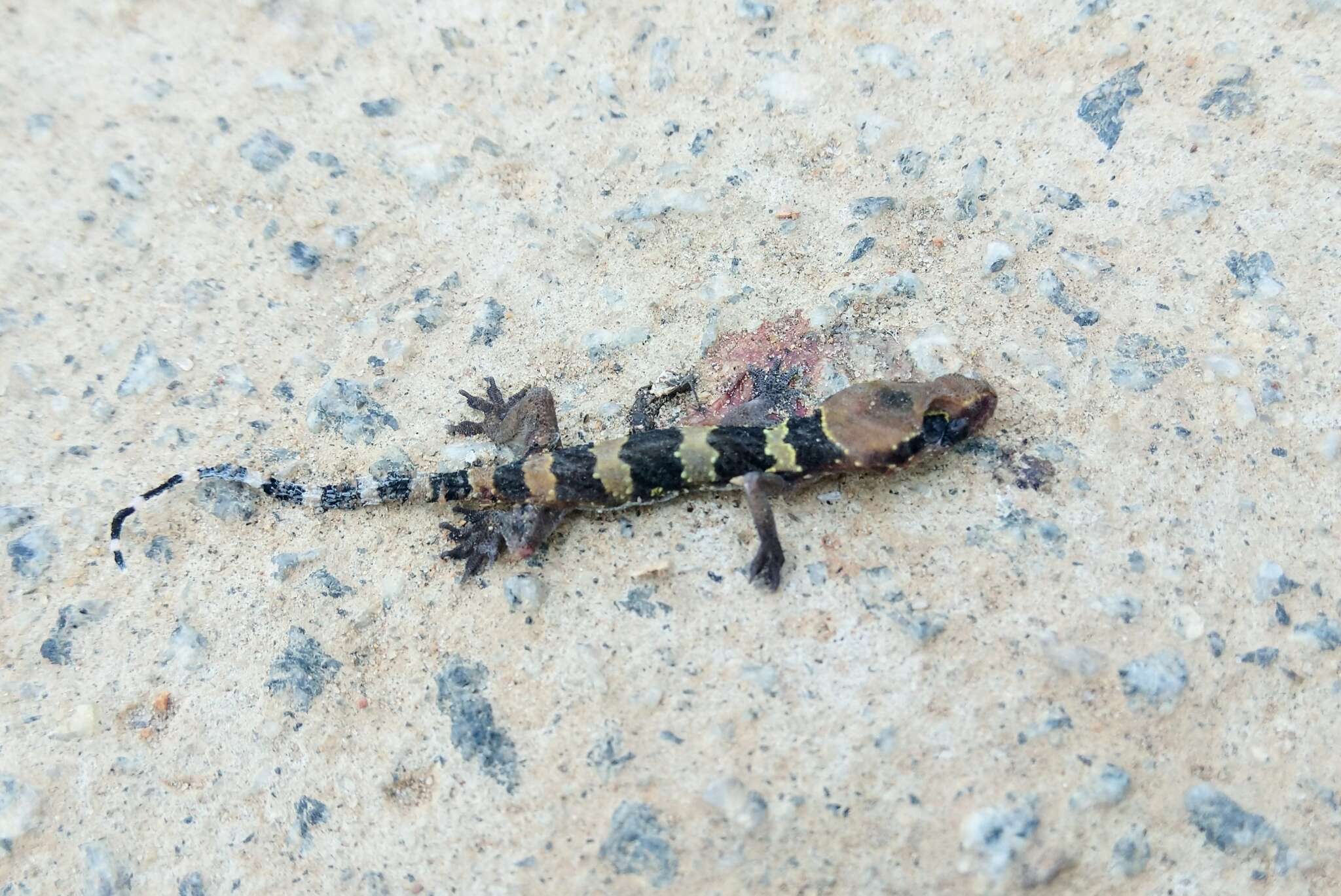 Image of Jerdon’s Gecko