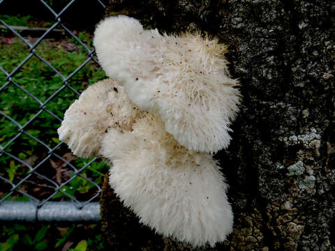 Image of Leucophellinus hobsonii (Berk. ex Cooke) Ryvarden 1988