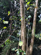 Image of guest tree