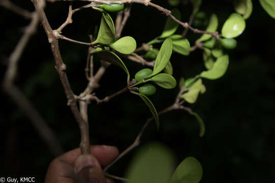 Image of Coffea boiviniana (Baill.) Drake