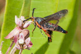 Image de Eichlinia cucurbitae