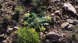 Image of woollyfruit desertparsley