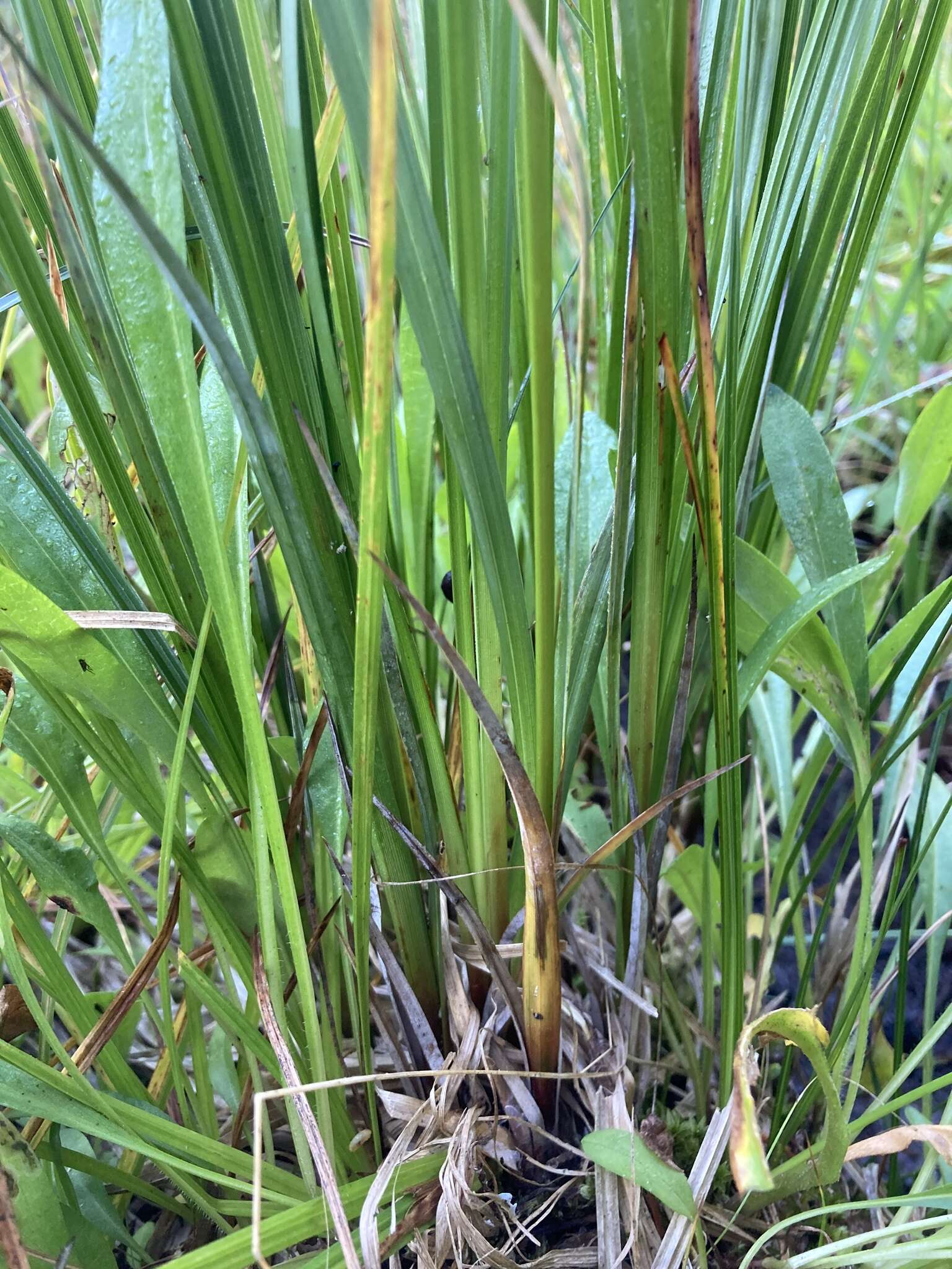 Image of water sedge