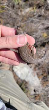 Image of Island Night Lizard