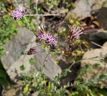 Image of Staehelina uniflosculosa Sibth. & Sm.