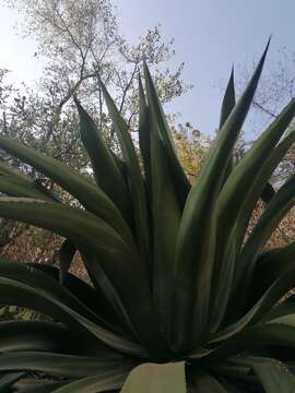 Image of Agave atrovirens var. atrovirens