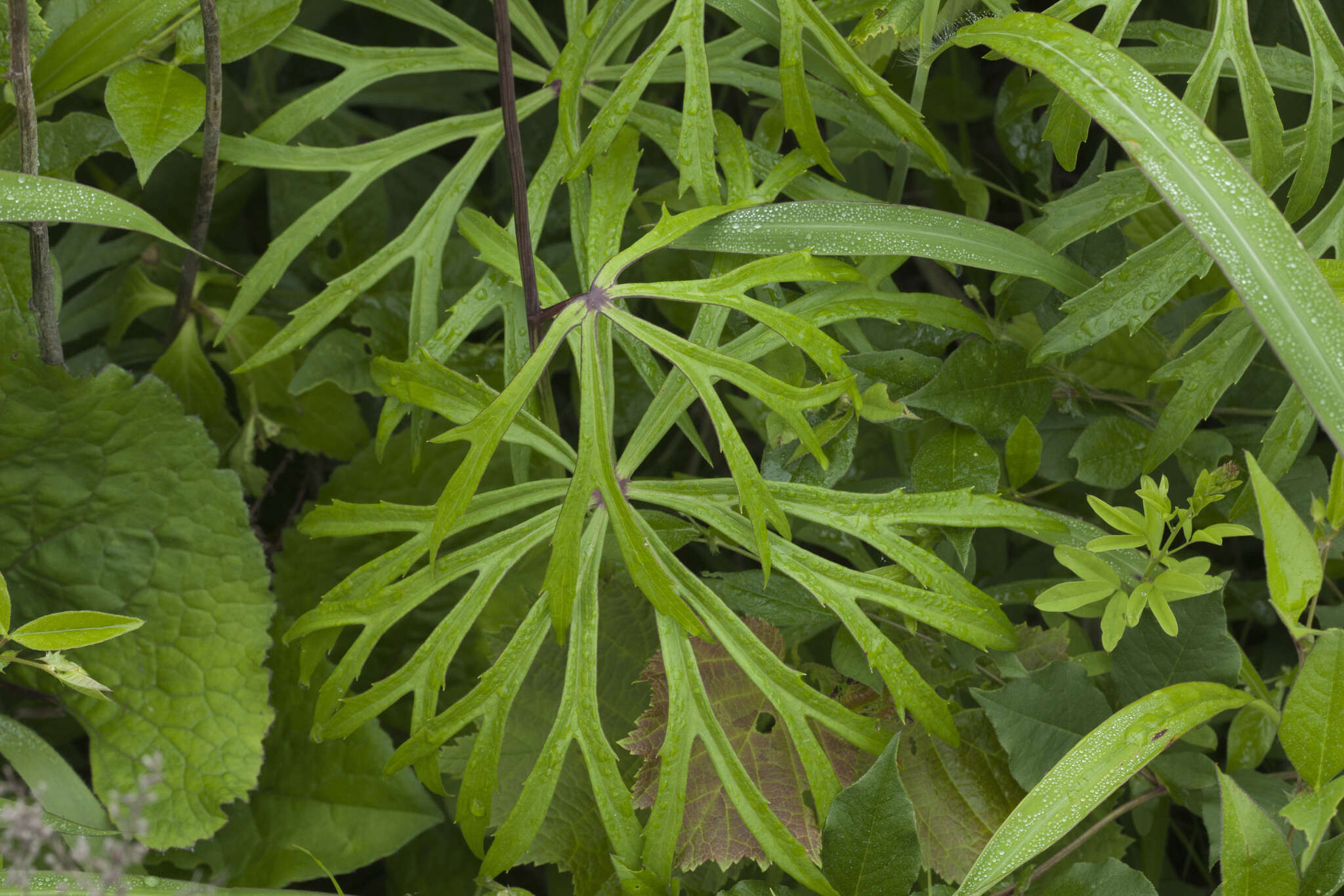 Plancia ëd Syneilesis aconitifolia (Bunge) Maxim.