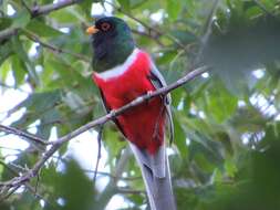 Imagem de Trogon elegans canescens Van Rossem 1934