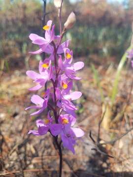 Image of Many-flowered grass-pink orchid