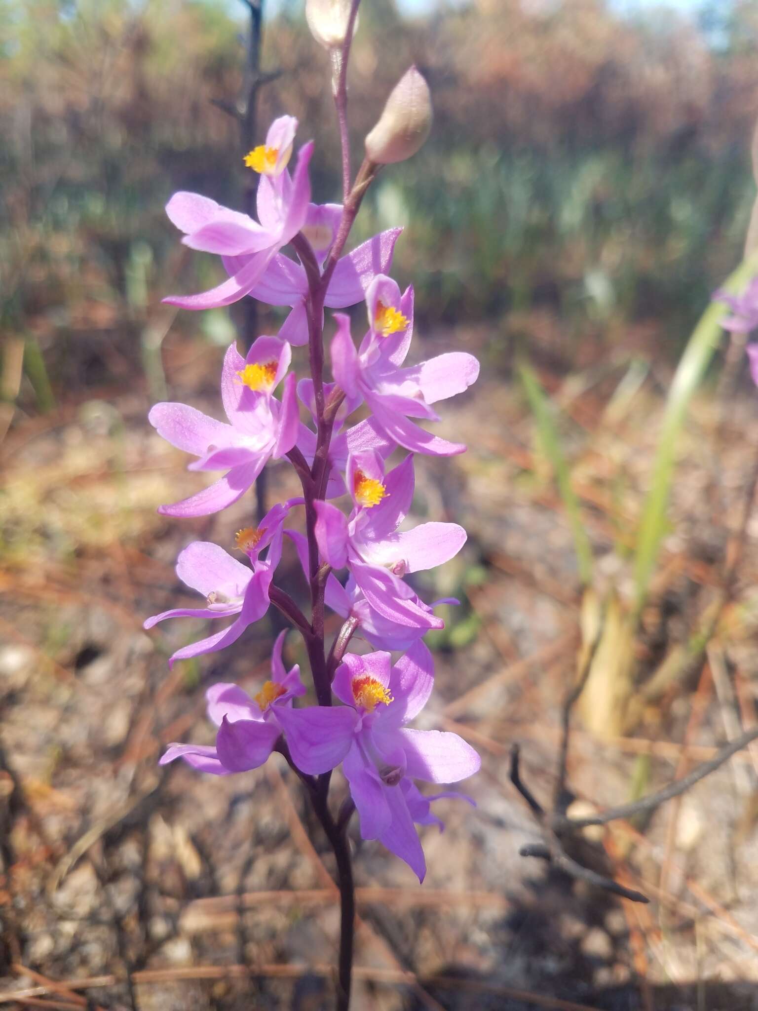 Calopogon multiflorus Lindl.的圖片