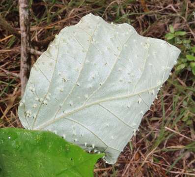 Image of Croton steenkampianus Gerstner