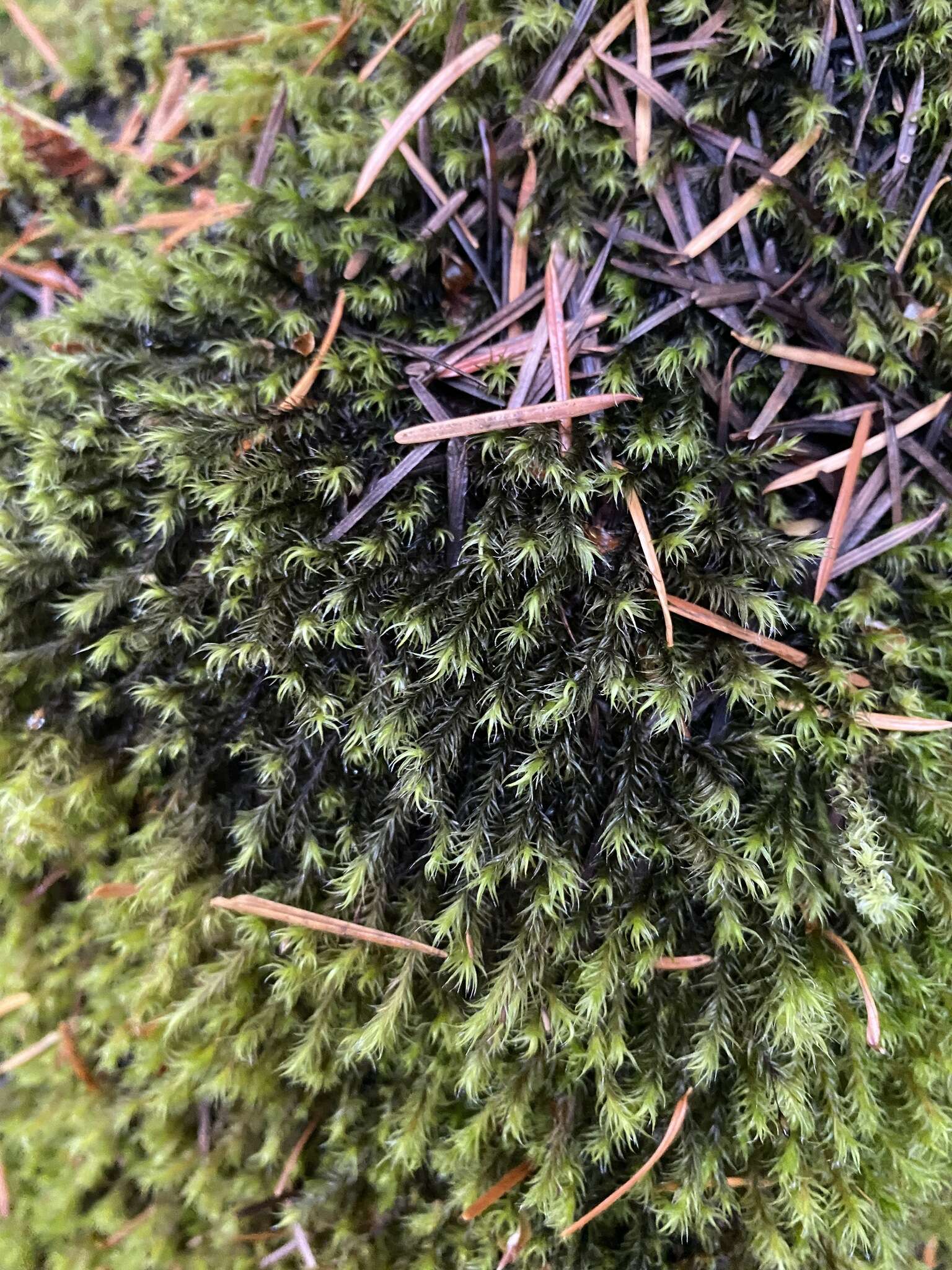 Image of Lawton's racomitrium moss