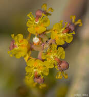 Image of Euphorbia schimperi C. Presl