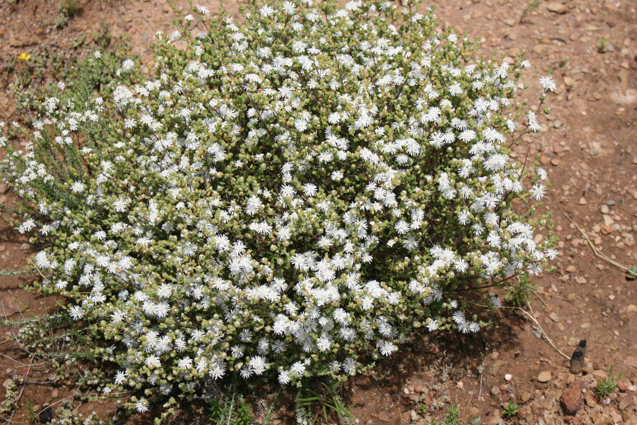 Image of Drosanthemum praecultum (N. E. Br.) Schwant.