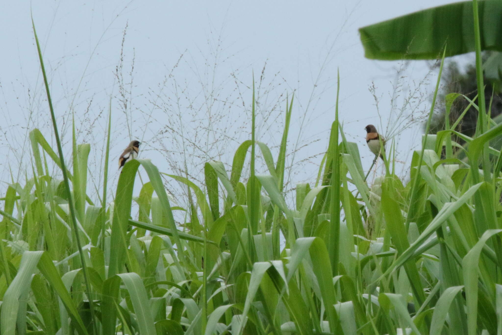 Image of Chestnut-breasted Mannikin