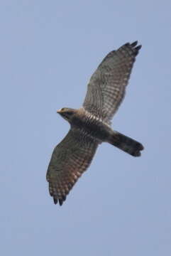 Image of Grey-faced Buzzard