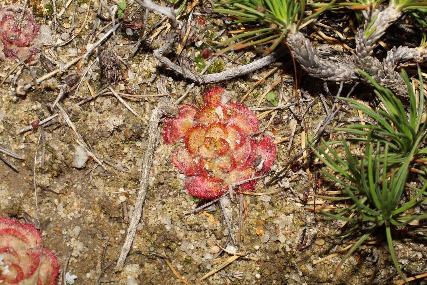 صورة Drosera zonaria Planch.