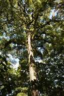 Image of Quercus ocoteifolia Liebm.