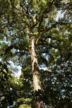 Image of Quercus ocoteifolia Liebm.