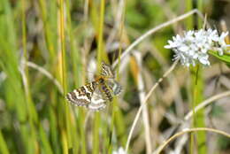 Image of Dasyuris callicrena