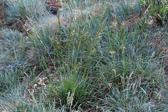 Image of Festuca paniculata (L.) Schinz & Thell.