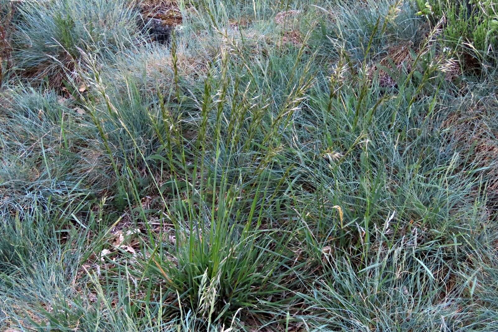 Image of Festuca paniculata (L.) Schinz & Thell.