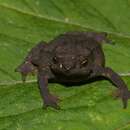 Image of Rhinella ruizi (Grant 2000)