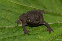 Plancia ëd Rhinella ruizi (Grant 2000)