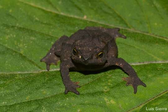 Rhinella ruizi (Grant 2000) resmi