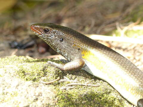 Imagem de Eutropis multifasciata (Kuhl 1820)