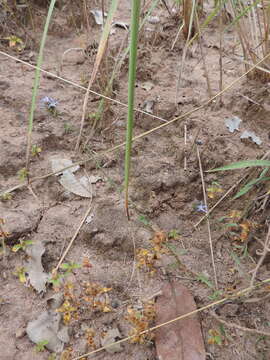 Imagem de Wahlenbergia capitata (Baker) Thulin