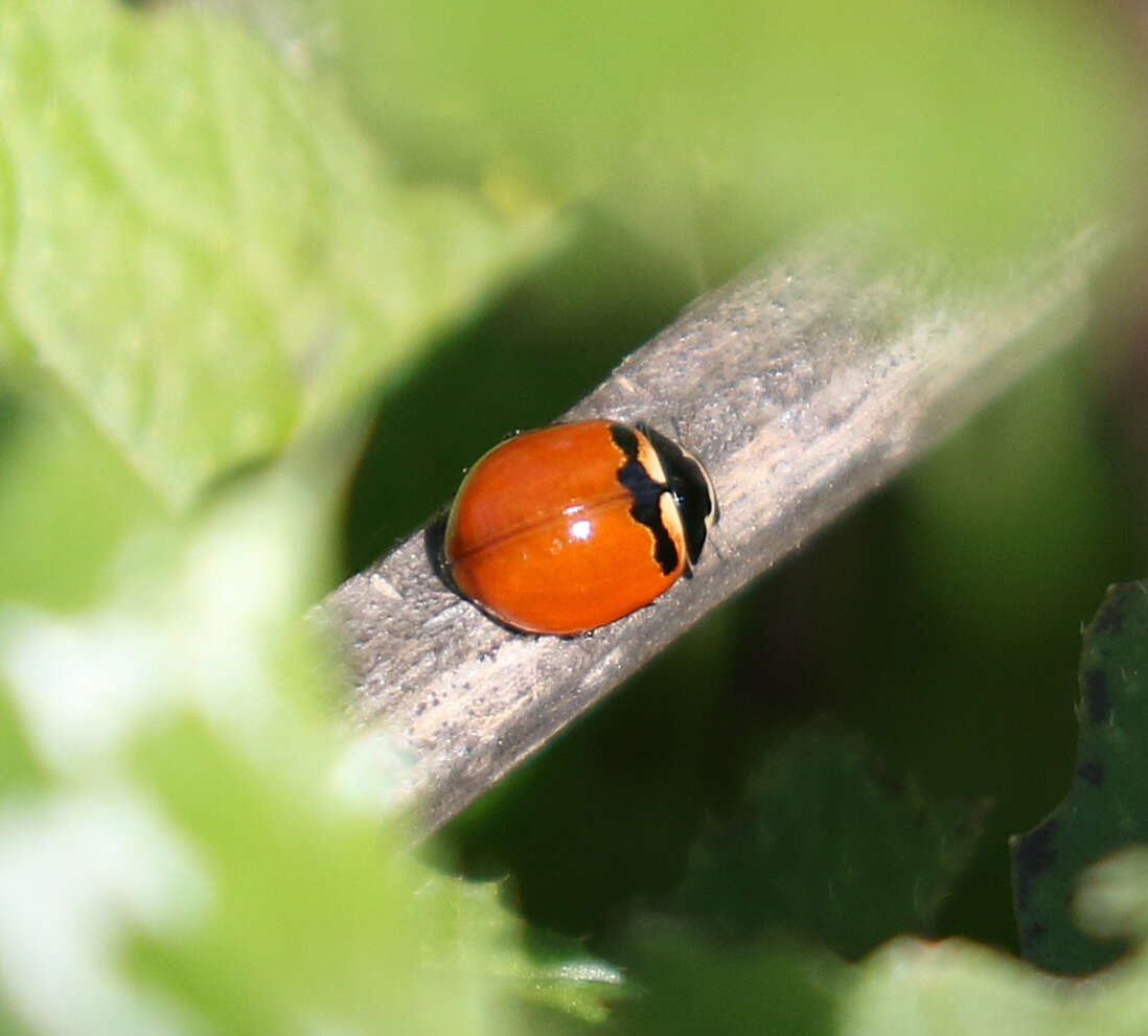 Image of Coccinella trifasciata subversa Le Conte 1854