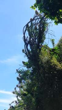 Слика од Echium nervosum Dryand. ex Ait.