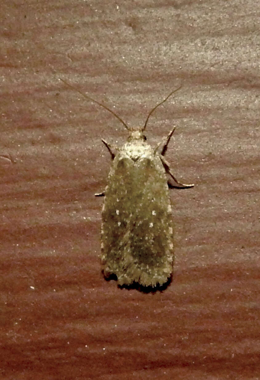 Image of Agonopterix clemensella Chambers 1876