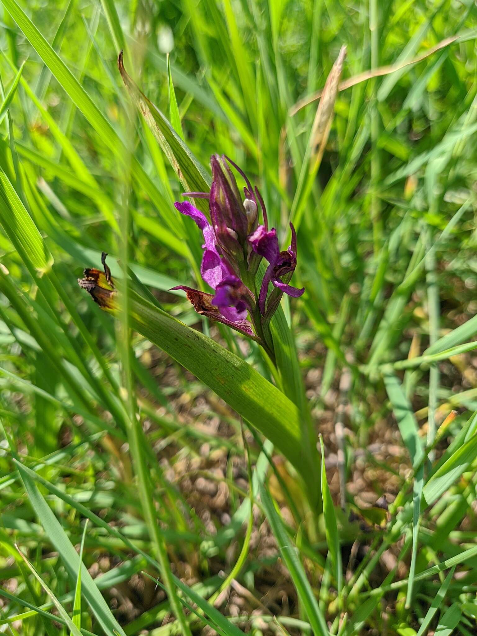 Image of Anacamptis palustris subsp. elegans (Heuff.) R. M. Bateman, Pridgeon & M. W. Chase