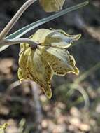 Image of Davidson's fritillary