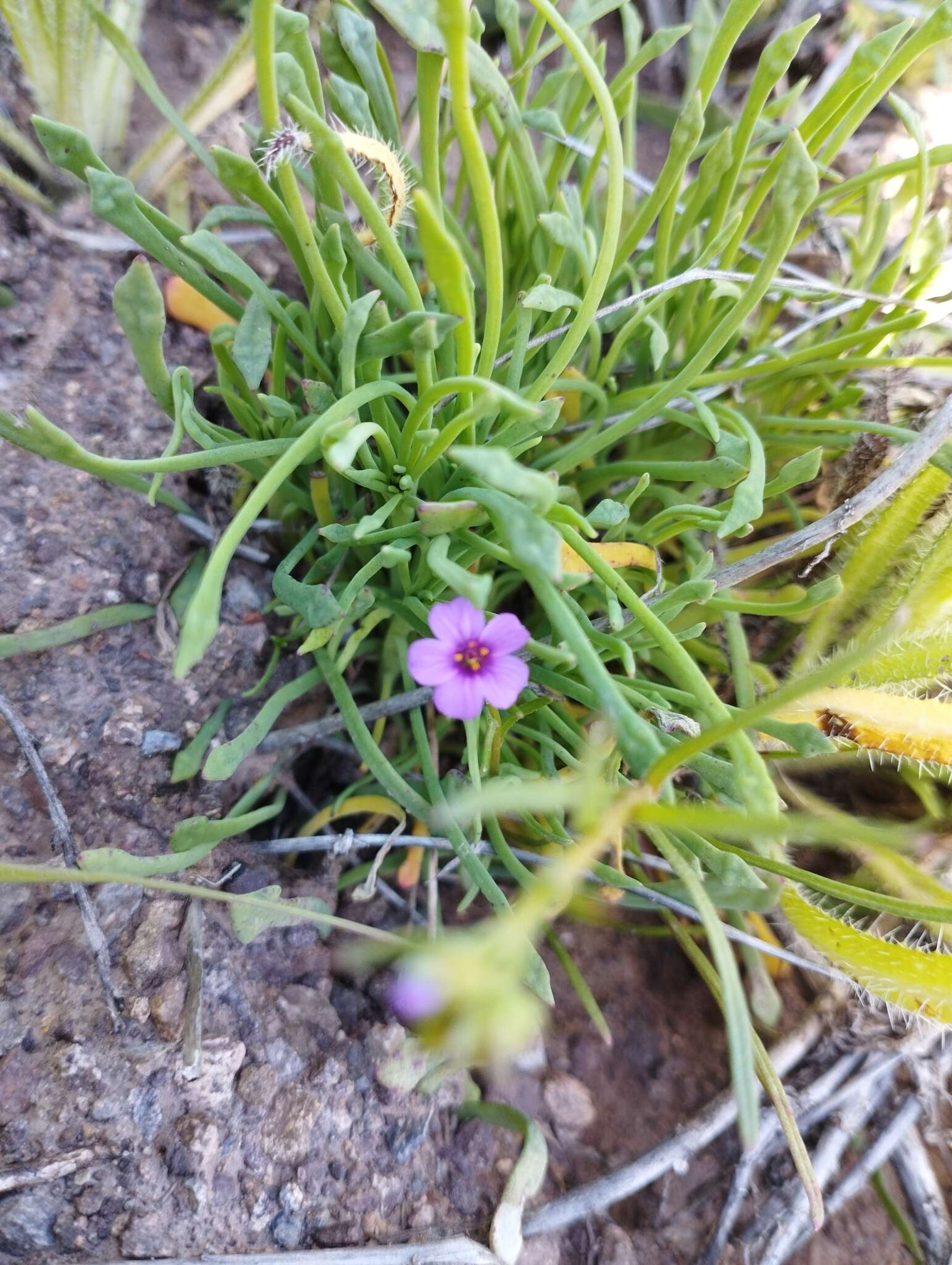 Image of Calandrinia compressa Schrad. ex DC.