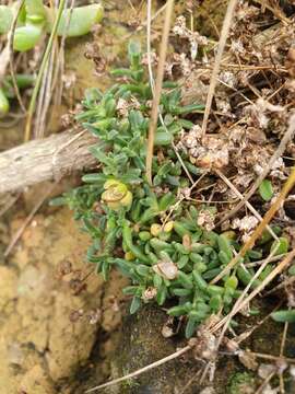 Image of Spergularia tasmanica (Kindb.) L. G. Adams