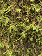 Image of claopodium moss