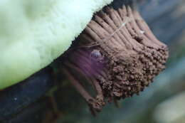 Image of Stemonitis axifera