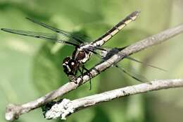 Image of Bar-winged Skimmer