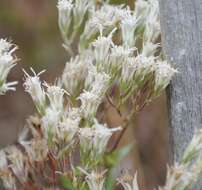 Eupatorium subvenosum (A. Gray) E. E. Schill.的圖片