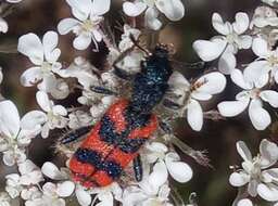 Image of <i>Trichodes umbellatarum</i>