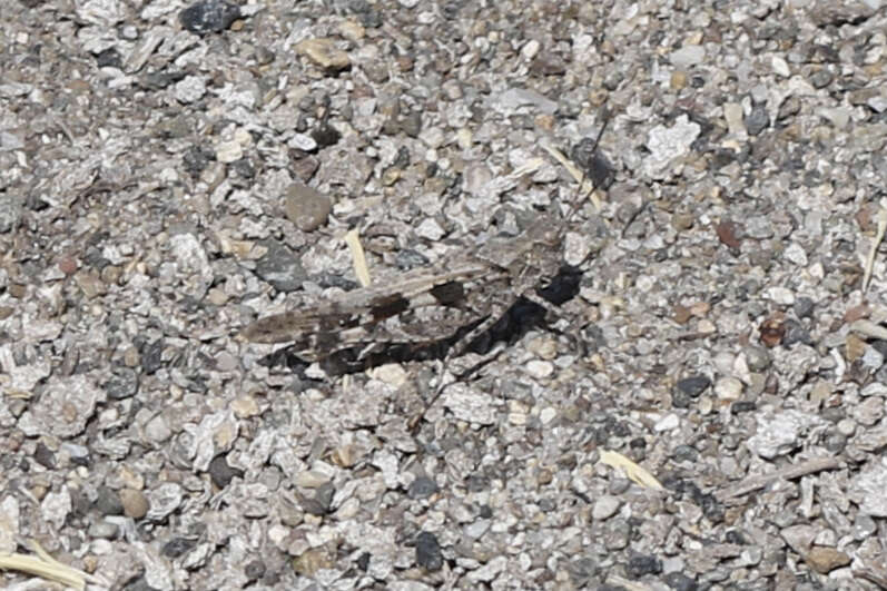 Image of Groove-headed Grasshopper