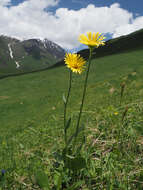 Image of Doronicum oblongifolium A. DC.