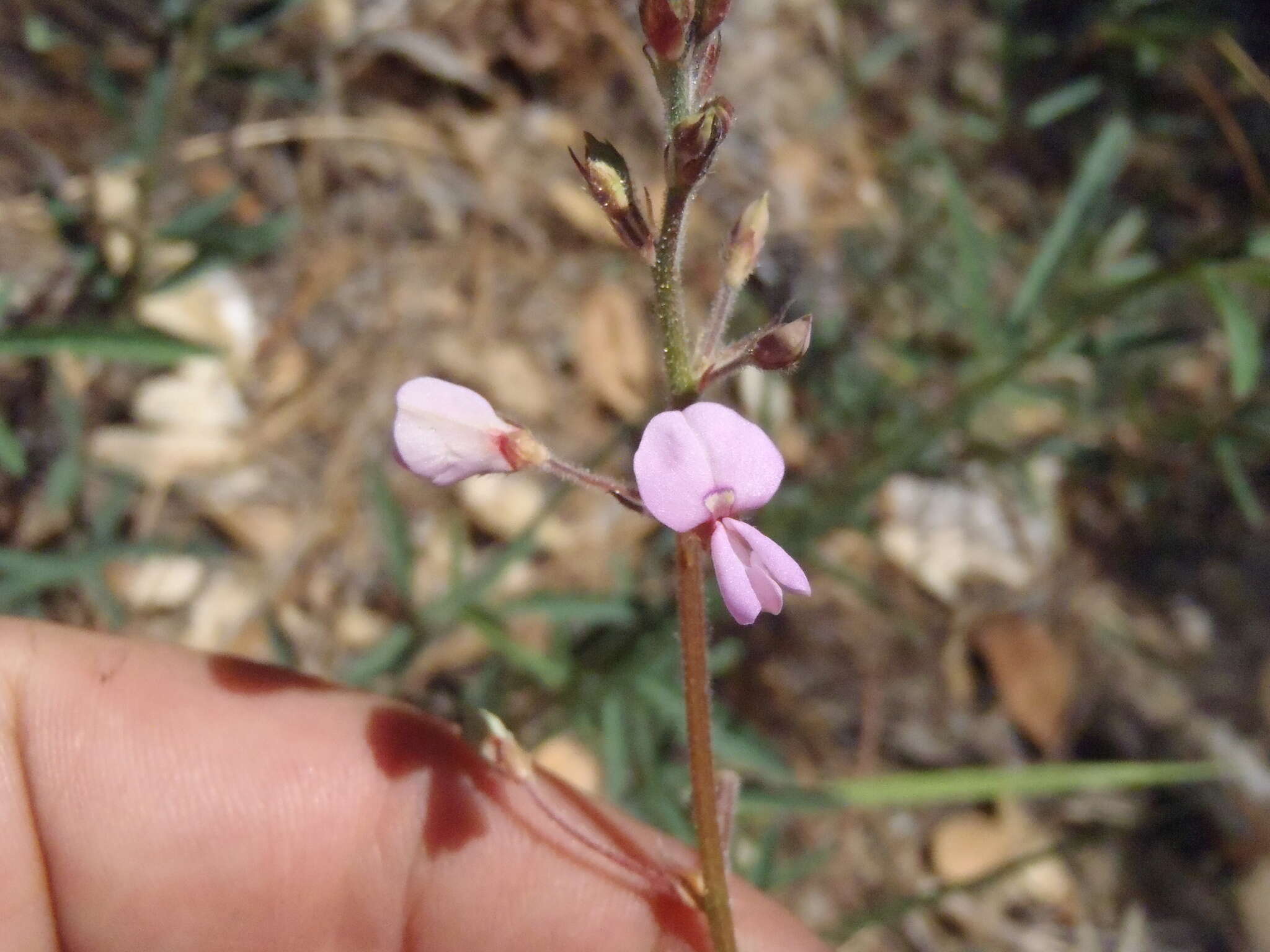 Desmodium arizonicum S. Watson resmi