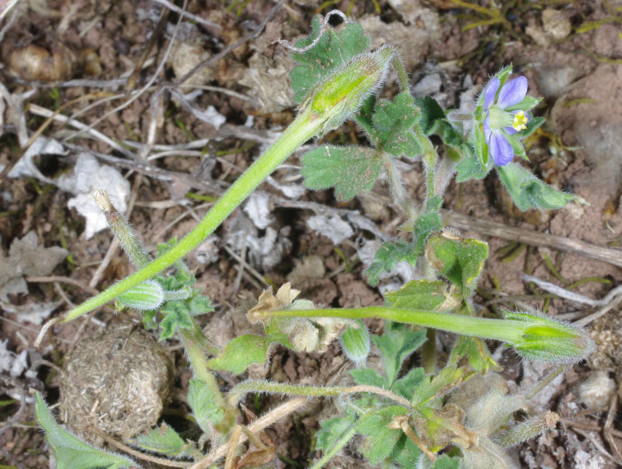 Слика од Erodium crinitum Carolin